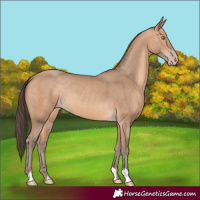 Horse Color:Amber Champagne 