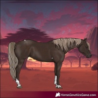 Horse Color:Liver Chestnut Tobiano 