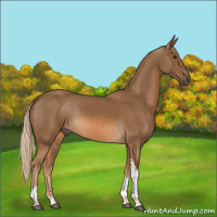 Horse Color:Chocolate Palomino Tobiano 