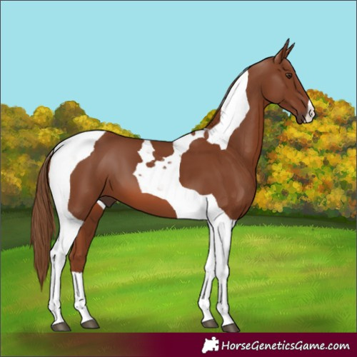 Horse Color:Chestnut Tobiano 