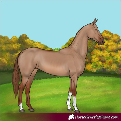 Horse Color:Red Dun Tobiano 
