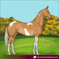 Horse Color:Palomino Tobiano 