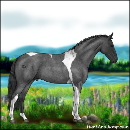 Horse Color:Blue Roan Tobiano 