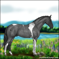 Horse Color:Blue Roan Tobiano 