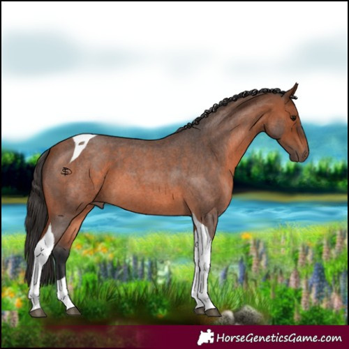 Horse Color:Bay Roan Tobiano 