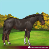 Horse Color:Liver Chestnut Tobiano 
