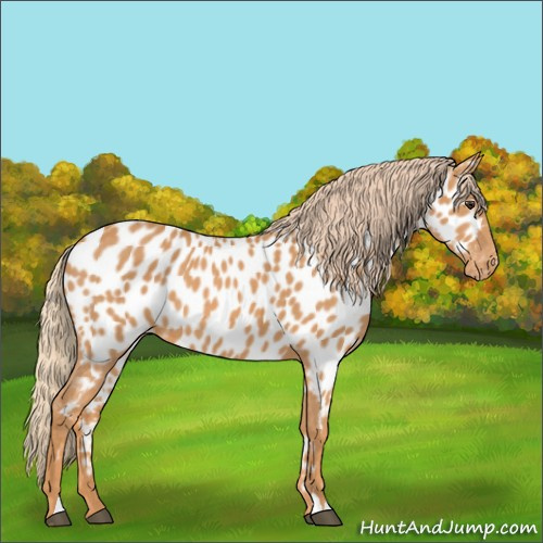 Horse Color:Chestnut Near Leopard 