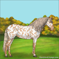 Horse Color:Chestnut Appaloosa 