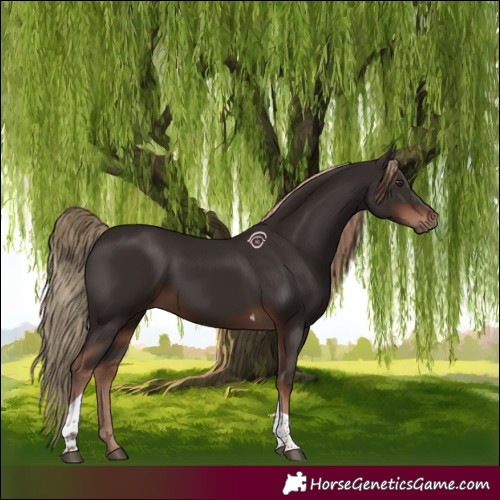 Horse Color:Liver Chestnut Tobiano 