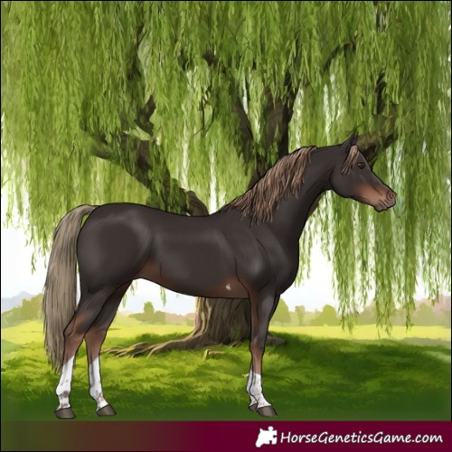 Horse Color:Liver Chestnut Tobiano 