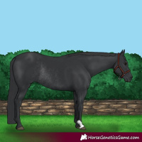 Horse Color:Black Rabicano 