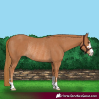 Horse Color:Chestnut Rabicano 