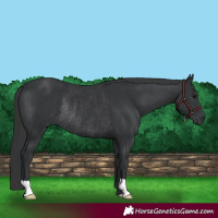 Horse Color:Black Rabicano 