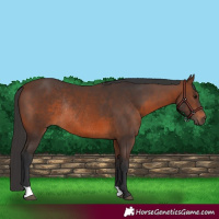 Horse Color:Brown Rabicano