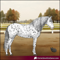 Horse Color:Black Appaloosa 