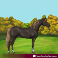Horse Color:Liver Chestnut Tobiano
