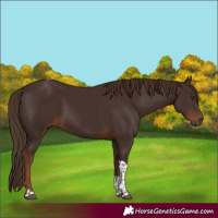 Horse Color:Liver Chestnut Tobiano 
