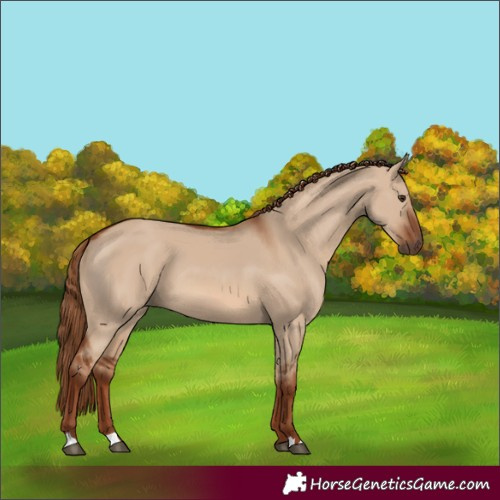 Horse Color:Red Dun