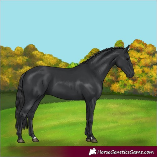 Horse Color:Black 
