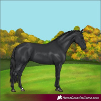Horse Color:Black 
