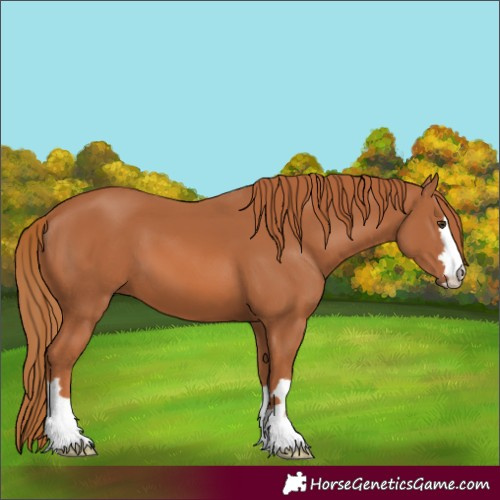 Horse Color:Chestnut 