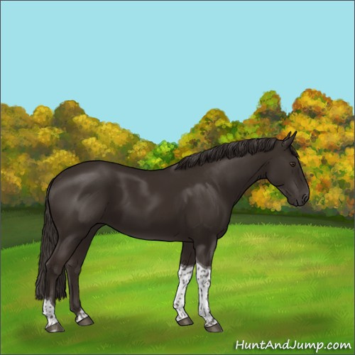 Horse Color:Liver Chestnut Tobiano 