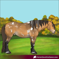 Horse Color:White Spotted Buckskin 