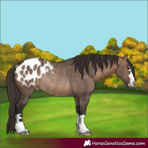 Horse Color:Bay Dun Blanket Rabicano 