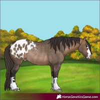 Horse Color:Bay Dun Appaloosa Rabicano 