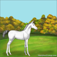 Horse Color:Brown Sabino