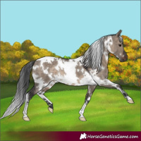Horse Color:White Spotted Brown Dun 
