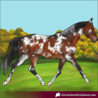 Horse Color:White Spotted Brown 