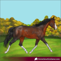 Horse Color:Brown 