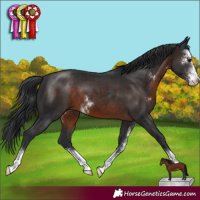 Horse Color:Brown Sabino