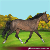 Horse Color:Brown Dun 