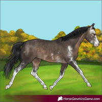 Horse Color:Brown Dun Sabino