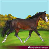 Horse Color:Brown 