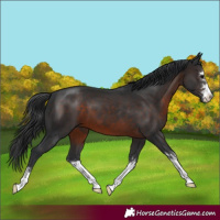 Horse Color:Brown 
