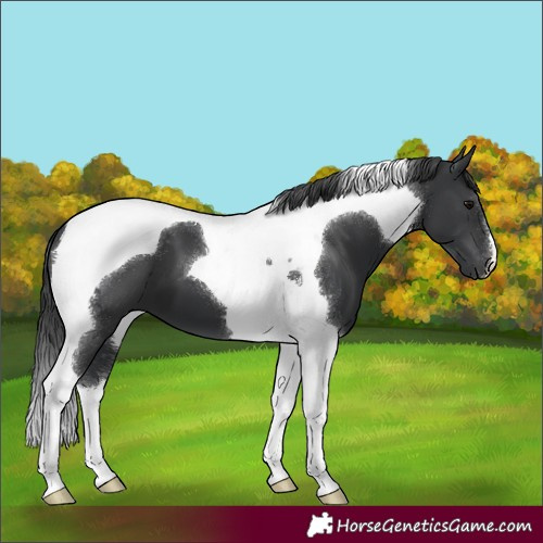 Horse Color:Unknown 