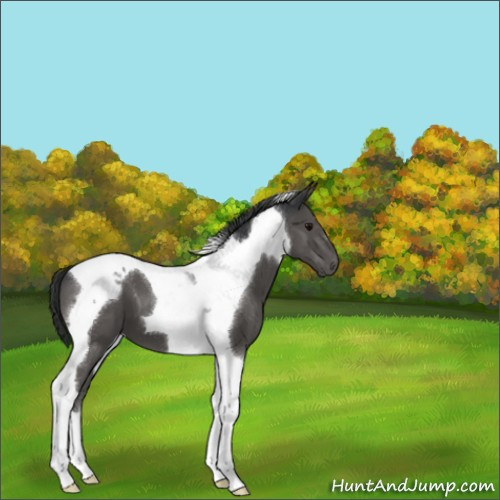 Horse Color:Black Tobiano 