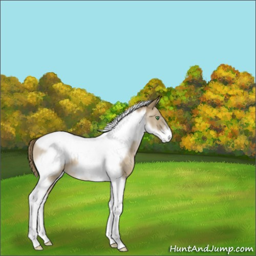 Horse Color:Smoky Black Pearl Tobiano Frame 