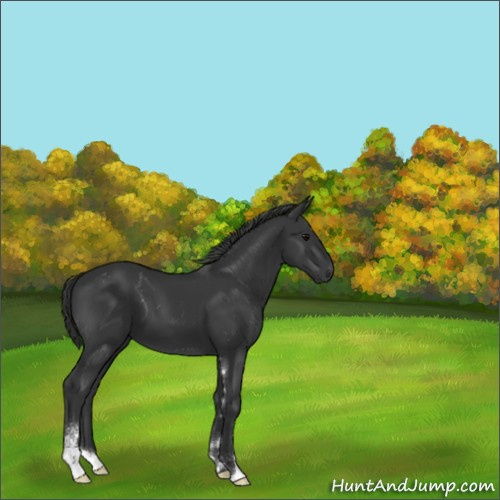 Horse Color:Black Sabino 