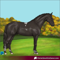 Horse Color:Liver Chestnut Tobiano 