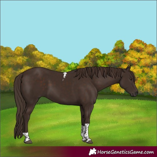 Horse Color:Liver Chestnut Tobiano 