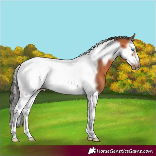 Horse Color:Bay Splash Tobiano Frame 