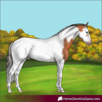 Horse Color:Bay Splash Tobiano Frame 