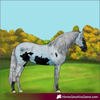 Horse Color:ERROR: UNKNOWN ANOMALY