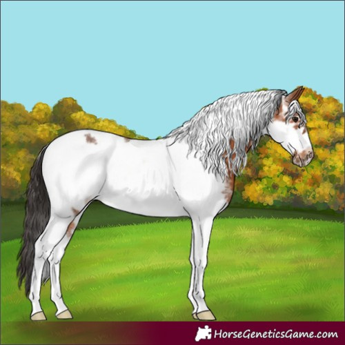 Horse Color:Bay Sabino Tobiano Frame 