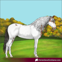 Horse Color:Bay Sabino Tobiano Frame 