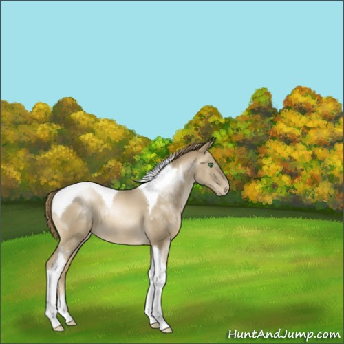 Horse Color:Smoky Black Pearl Sabino Tobiano 